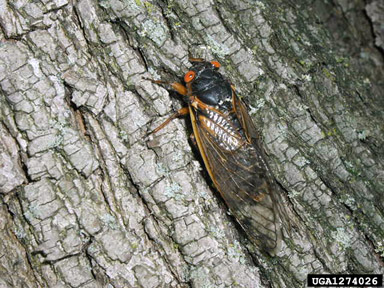 periodical cicada, Magicicada septendecim  (Hemiptera: Cicadidae) - 1274026