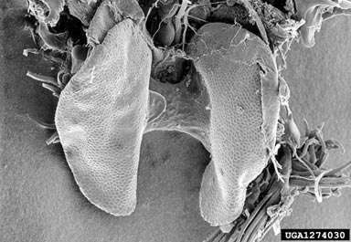 camphor shot borer, Xylosandrus mutilatus  (Coleoptera: Curculionidae) - 1274030