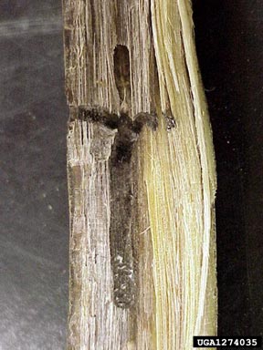 camphor shot borer, Xylosandrus mutilatus  (Coleoptera: Curculionidae) - 1274035