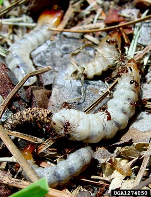 red imported fire ant (Solenopsis invicta ) on sawyer beetles (Monochamus spp. ) - 1274050