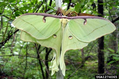 luna moth, Actias luna  (Lepidoptera: Saturniidae) - 1274065