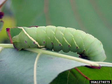 modest sphinx (Pachysphinx modesta ) on eastern cottonwood (Populus deltoides ) - 1274075