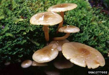 Armillaria root rot, Armillaria novae-zelandiae  (Agaricales: Marasmiaceae) - 1277002