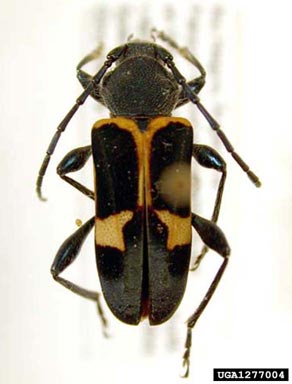 bark boring beetle of dead and dying coigue, Calydon submetallicum  (Coleoptera: Cerambycidae) - 1277004