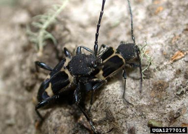 bark boring beetle of dead and dying coigue, Calydon submetallicum  (Coleoptera: Cerambycidae) - 1277016