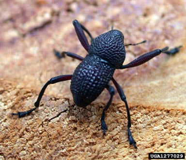 Chilean pine spider weevil, Rhyephenes humeralis  (Coleoptera: Curculionidae) - 1277029