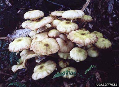Armillaria root rot, Armillaria limonea  (Agaricales: Marasmiaceae) - 1277031