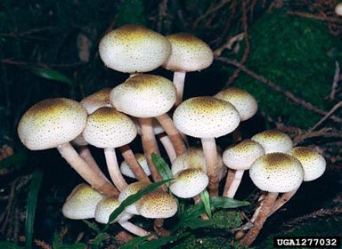 Armillaria root rot, Armillaria limonea  (Agaricales: Marasmiaceae) - 1277032