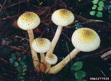 Armillaria root rot, Armillaria limonea  (Agaricales: Marasmiaceae) - 1277035