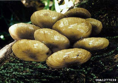 Armillaria root rot, Armillaria novae-zelandiae  (Agaricales: Marasmiaceae) - 1277039