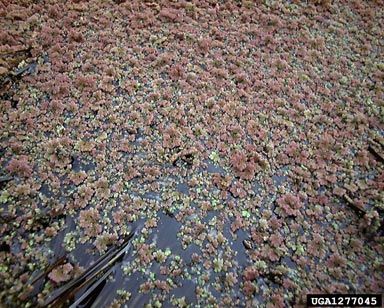 pinnate mosquitofern, Azolla pinnata  (Hydropteridales: Azollaceae) - 1277045
