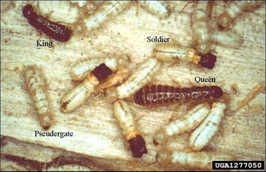 west indian powderpost drywood termite, Cryptotermes brevis  (Isoptera: Kalotermitidae) - 1277050