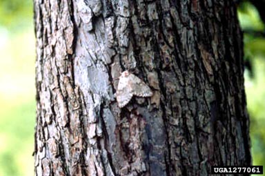 rosy gypsy moth, Lymantria mathura  (Lepidoptera: Lymantriidae) - 1277061