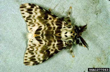 rosy gypsy moth, Lymantria mathura  (Lepidoptera: Lymantriidae) - 1277063