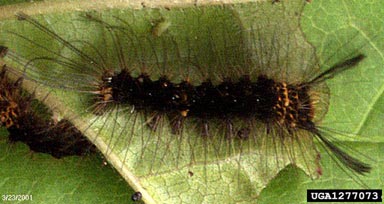 rosy gypsy moth, Lymantria mathura  (Lepidoptera: Lymantriidae) - 1277073