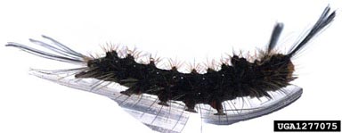 rosy gypsy moth, Lymantria mathura  (Lepidoptera: Lymantriidae) - 1277075