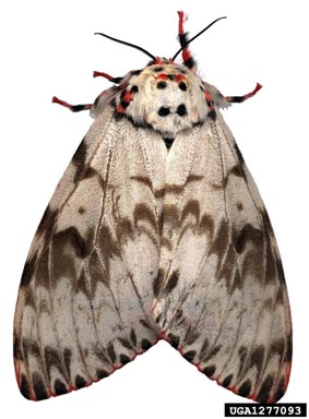 rosy gypsy moth, Lymantria mathura  (Lepidoptera: Lymantriidae) - 1277093