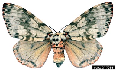 rosy gypsy moth, Lymantria mathura  (Lepidoptera: Lymantriidae) - 1277095