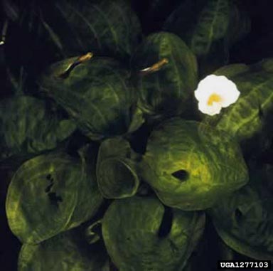 duck-lettuce, Ottelia alismoides  (Hydrocharitales: Hydrocharitaceae) - 1277103
