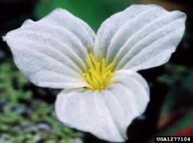 duck-lettuce, Ottelia alismoides  (Hydrocharitales: Hydrocharitaceae) - 1277104