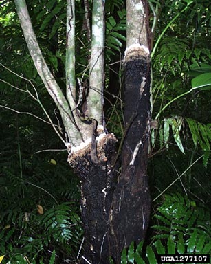 brown root rot, Phellinus noxius  (Hymenochaetales: Hymenochaetaceae) - 1277107