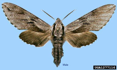 larch hawk moth, Sphinx morio  (Lepidoptera: Sphingidae) - 1277116