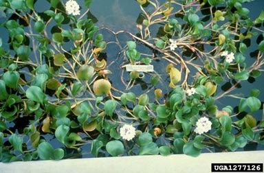 anchored waterhyacinth, Eichhornia azurea  (Liliales: Pontederiaceae) - 1277126