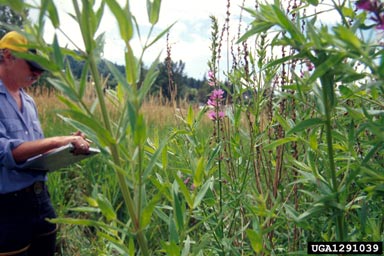 purple loosestrife, Lythrum salicaria  (Myrtales: Lythraceae) - 1291039