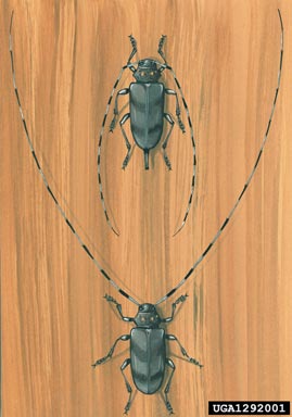 timberman, Acanthocinus aedilis  (Coleoptera: Cerambycidae) - 1292001