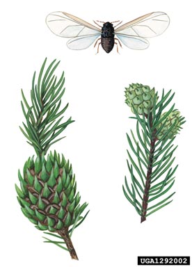 blade spruce Gall adelgid, Adelges laricis  (Hemiptera: Adelgidae) - 1292002