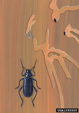 violet tanbark beetle, Callidium violaceum  (Coleoptera: Cerambycidae) - 1292005