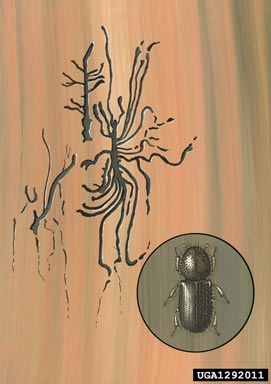 bark beetle, Dryocoetes autographus  (Coleoptera: Curculionidae) - 1292011