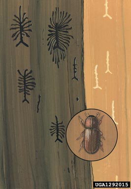 bark beetle, Hylurgops palliatus  (Coleoptera: Curculionidae) - 1292015