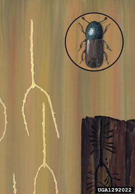 northern bark beetle, Ips duplicatus  (Coleoptera: Curculionidae) - 1292022