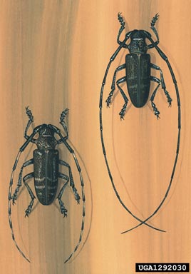 long-horned beetle, Monochamus galloprovincialis  (Coleoptera: Cerambycidae) - 1292030