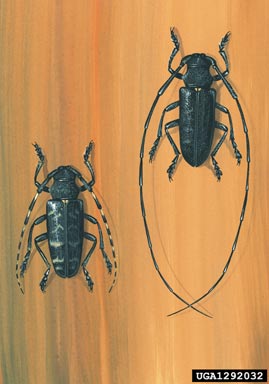 small white-marmorated long-horned beetle, Monochamus sutor  (Coleoptera: Cerambycidae) - 1292032