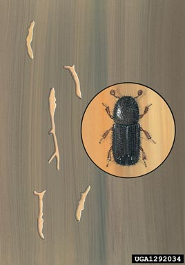 lesser larch bark-beetle, Orthotomicus laricis  (Coleoptera: Curculionidae) - 1292034