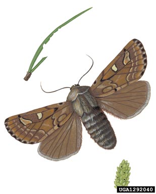 pine beauty moth, Panolis flammea  (Lepidoptera: Noctuidae) - 1292040