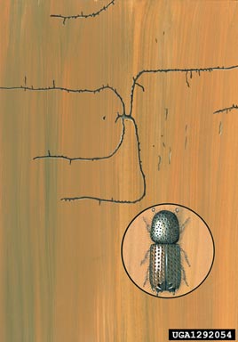 bark beetle, Pityokteines spinidens  (Coleoptera: Curculionidae) - 1292054