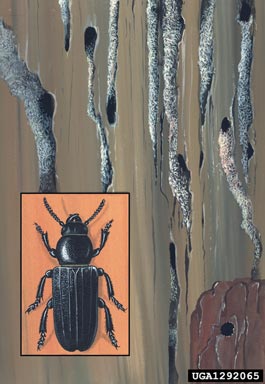 black longicorn beetle, Spondylis buprestoides  (Coleoptera: Cerambycidae) - 1292065