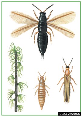 thrips, Thrips pini  (Thysanoptera: Thripidae) - 1292066