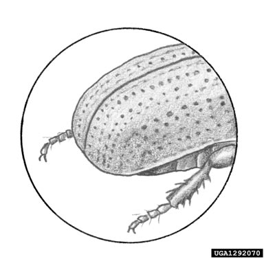 lesser pine shoot beetle, Tomicus minor  (Coleoptera: Curculionidae) - 1292070