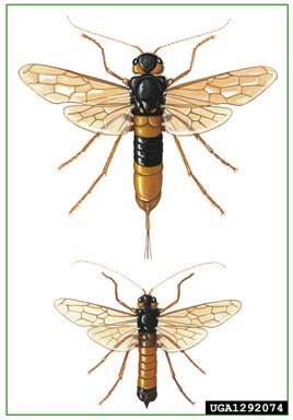 giant wood wasp, Urocerus gigas gigas (Hymenoptera: Siricidae) - 1292074