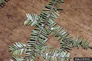hemlock woolly adelgid (Adelges tsugae ) on eastern hemlock (Tsuga canadensis ) - 1293001
