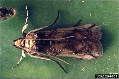 prickly pear moth, Cactoblastis cactorum  (Lepidoptera: Pyralidae) - 1294009