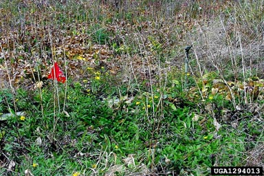British yellowhead, Inula britannica  (Asterales: Asteraceae) - 1294013