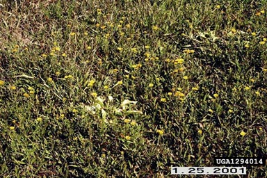 British yellowhead, Inula britannica  (Asterales: Asteraceae) - 1294014