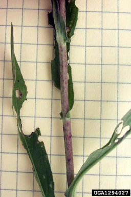 British yellowhead, Inula britannica  (Asterales: Asteraceae) - 1294027