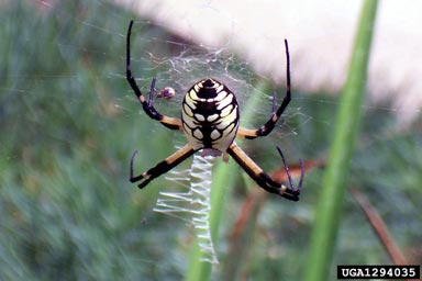yellow garden spider, Argiope aurantia  (Araneae: Araneidae) - 1294035