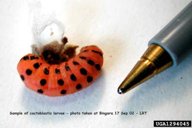 prickly pear moth, Cactoblastis cactorum  (Lepidoptera: Pyralidae) - 1294045